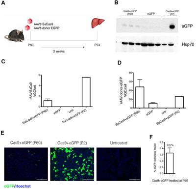 Promoterless Gene Targeting Approach Combined to CRISPR/Cas9 Efficiently Corrects Hemophilia B Phenotype in Neonatal Mice